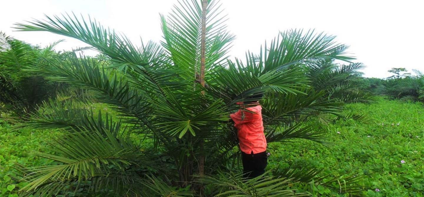 Measuring the height of oil palm