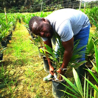Taking vegetative measurement of oil palm seedlings at the nursery