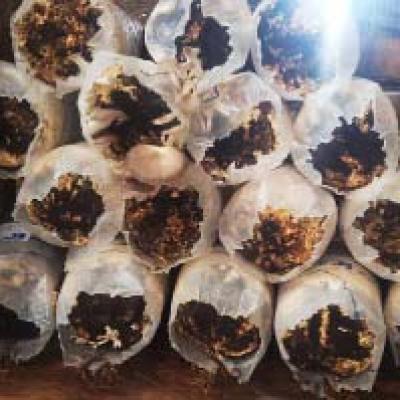 Mushroom Cultivation With Oil Palm Waste