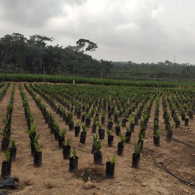 Oil Palm Seedlings At CSIR-OPRI