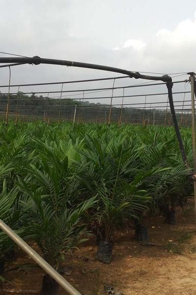 Oil Palm Seedlings At OPRI