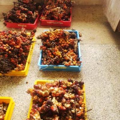 Postharvest Handling Of Oil Palm
