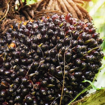 Evolution Of Oil Palm Industry: CSIR-Oil Palm Research Institute Leads Way