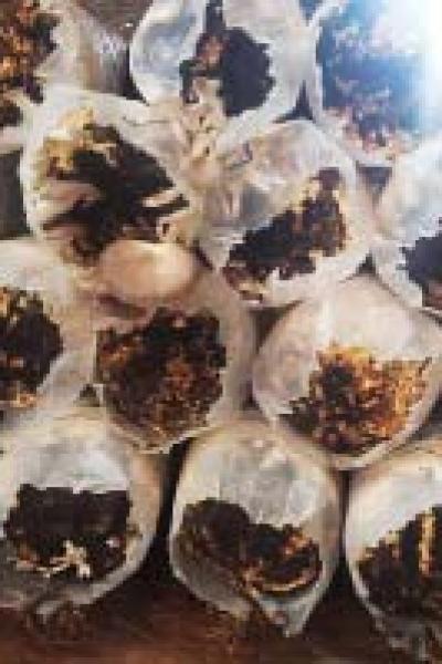 Mushroom Cultivation With Oil Palm Waste