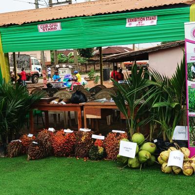 Oil Palm Festival