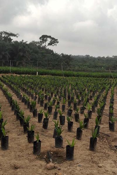 Oil Palm Seedlings At CSIR-OPRI